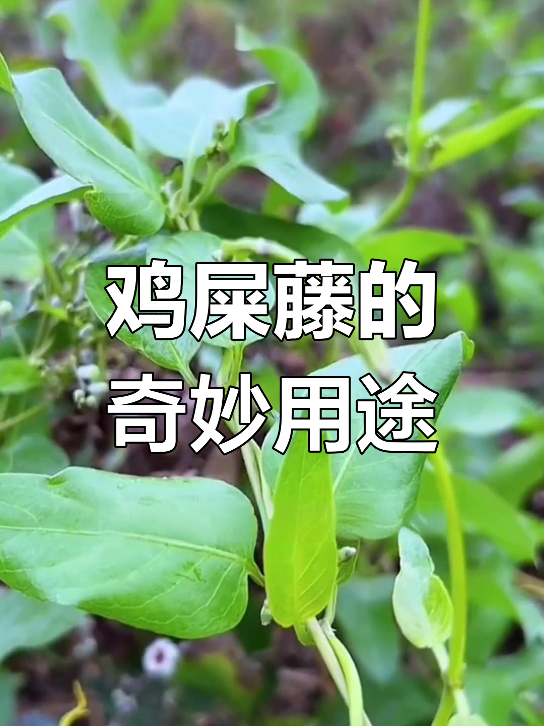 这种臭草竟是美味和药材