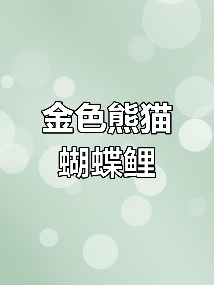 古铜金熊猫蝴蝶鲤,颜色惊艳!新邻居小白也找到了