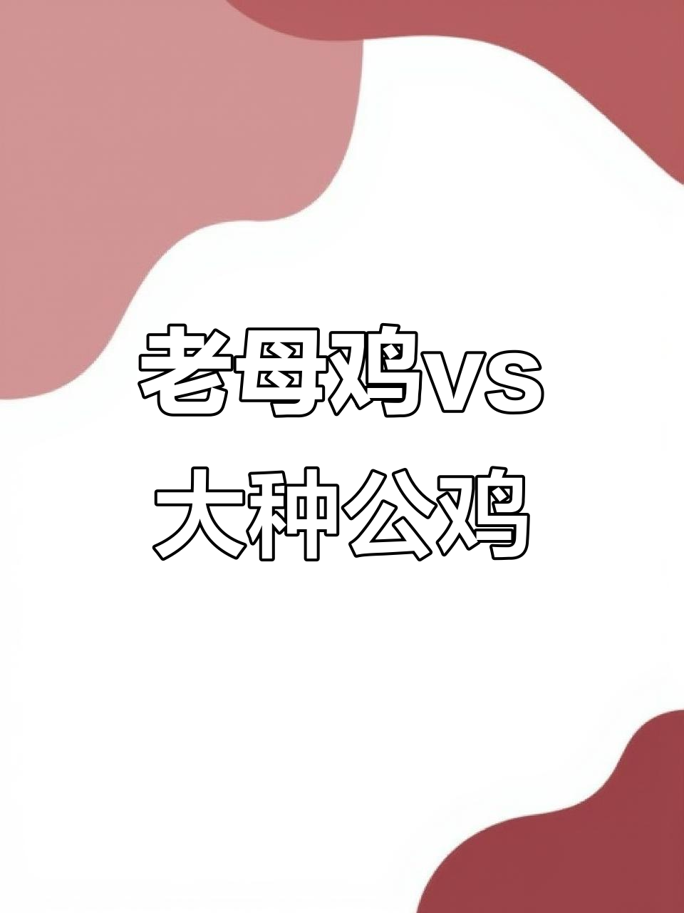 土鸡品种大揭秘:老母鸡与大型公鸡的差异对比