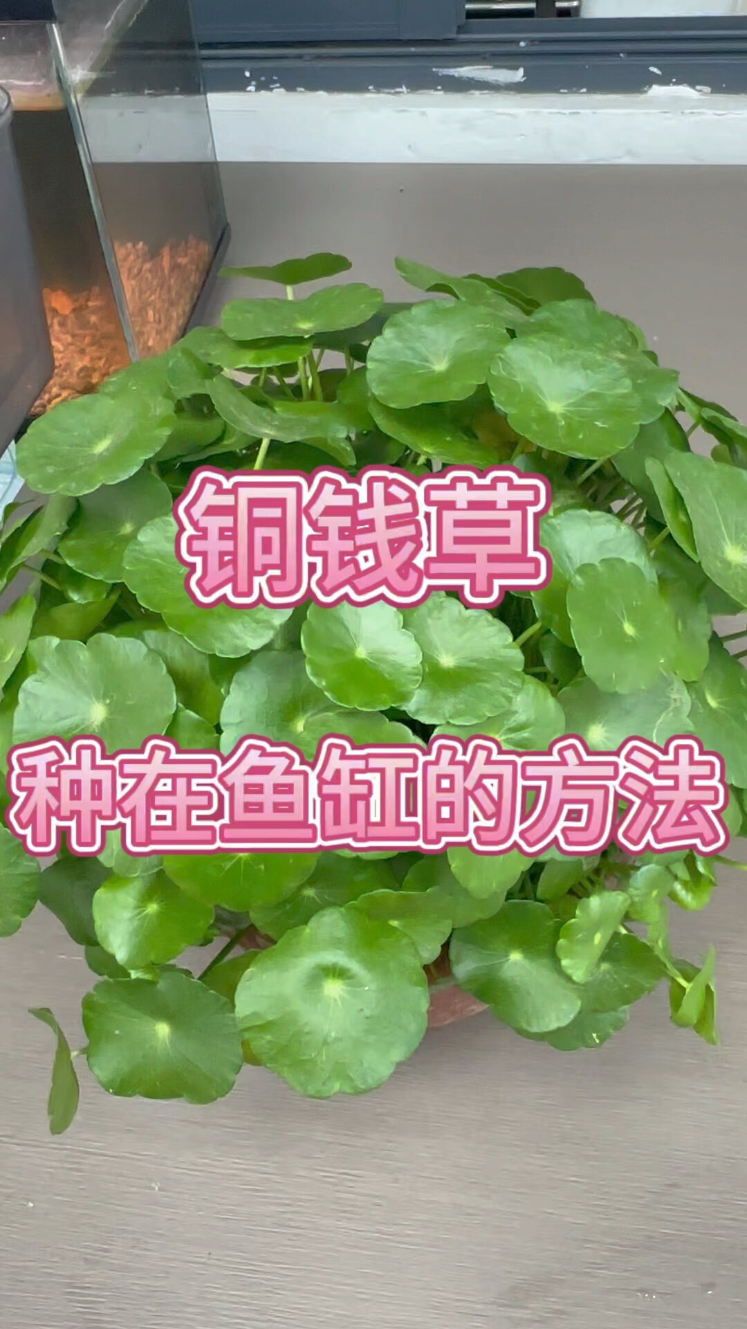 铜钱草种在鱼缸的方法