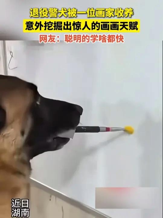 退役警犬被一位画家收养 意外挖掘出惊人的画画天赋 网友:聪明的学啥都快(来源:闽西日报)