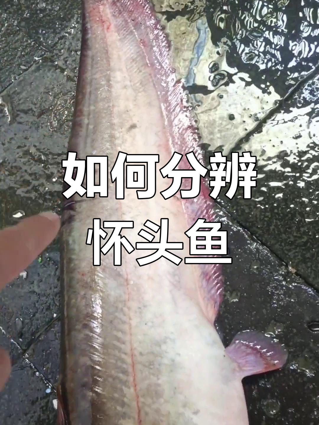 怀头鱼与鱼的区分方法