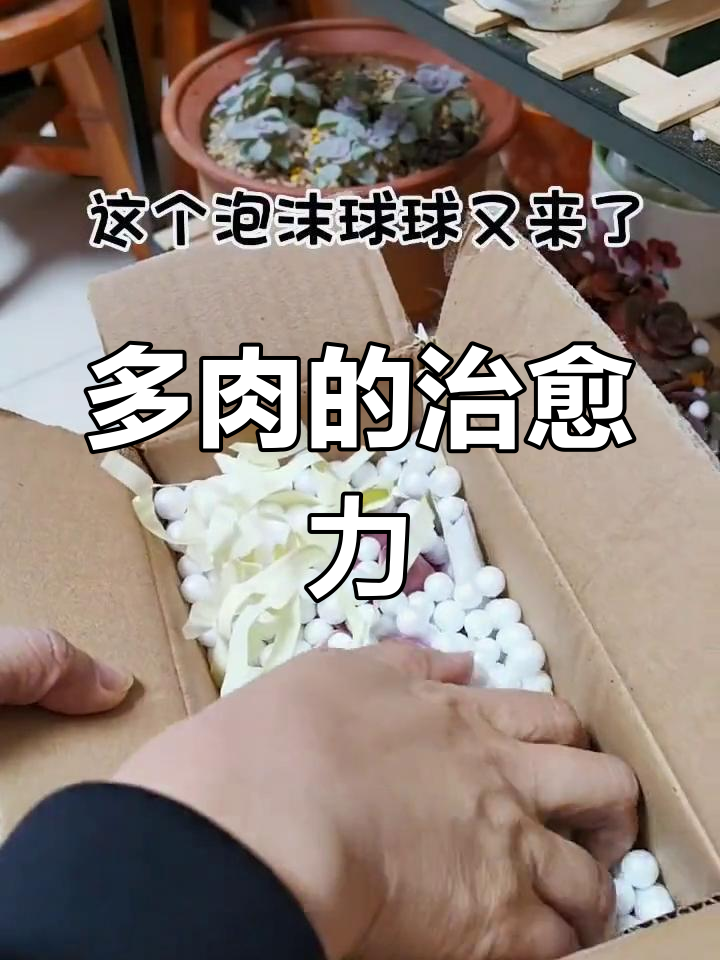 紫丁香多肉,治愈生活,状态满分!