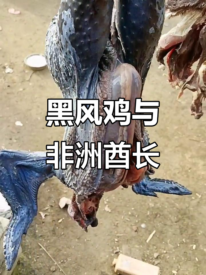 非洲酋长黑凤鸡,全身黑色肉质鲜美