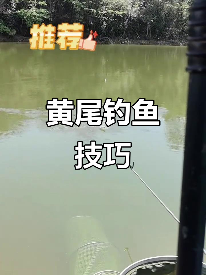钓黄尾快鱼,技巧与时机完美配合