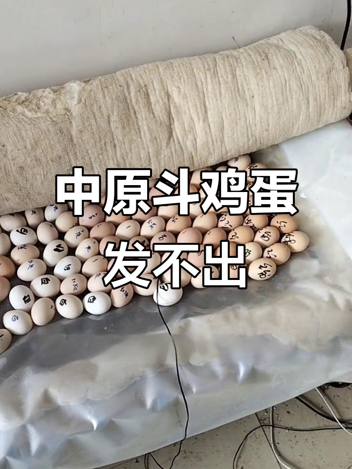 疫情下的中原斗鸡种蛋困境,发不出去的烦恼