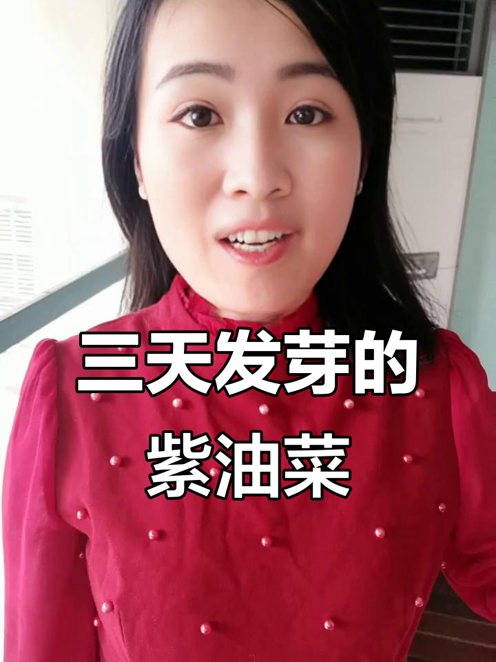 耐热抗寒紫油菜,三天发芽一个月采收,阳台盆栽也能种