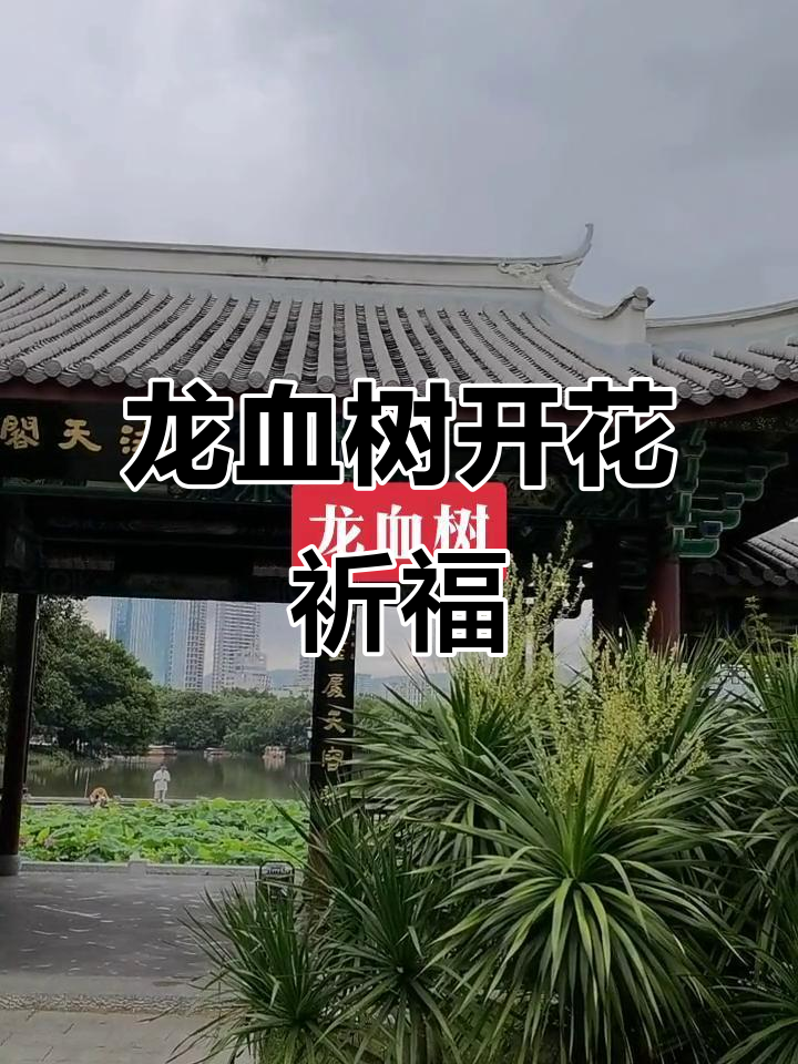 福州左海公园的龙血树开花,寓意健康长寿