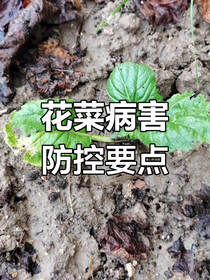 东台雨后花菜大白菜病害防治技巧,农民必看!