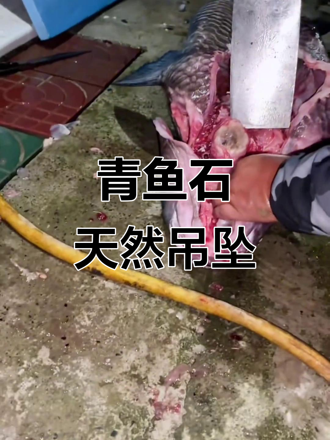 青鱼咽喉的宝贝,竟然能做成吊坠!