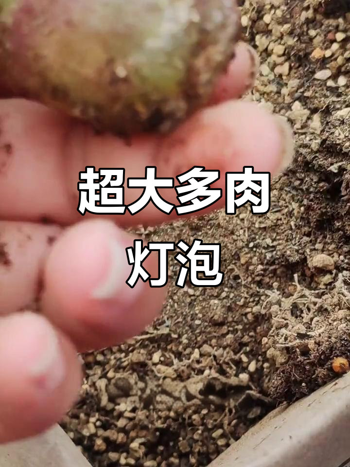 神奇多肉灯泡,超大根系与美丽窗体展示