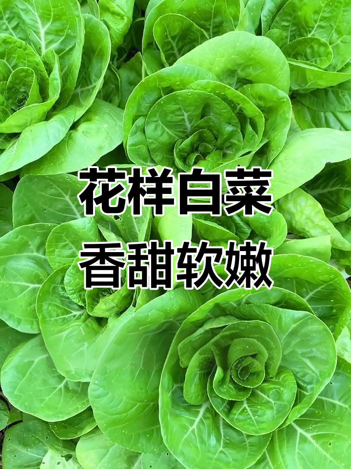 矮脚黄奶油白菜,既美观又好吃,像花一样诱人