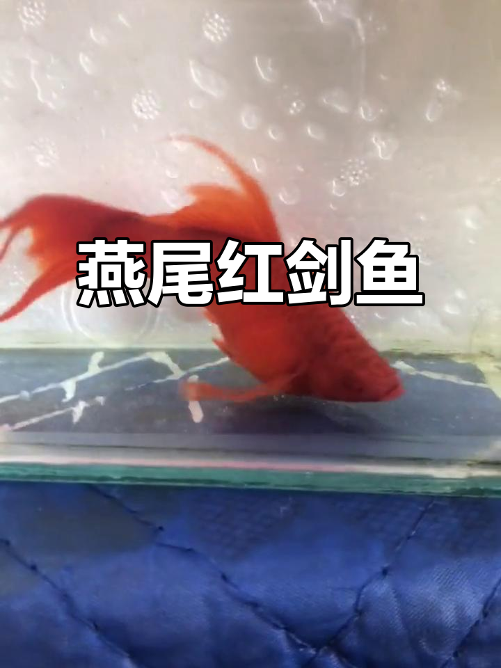 燕尾红剑鱼:独特魅力与美丽身姿