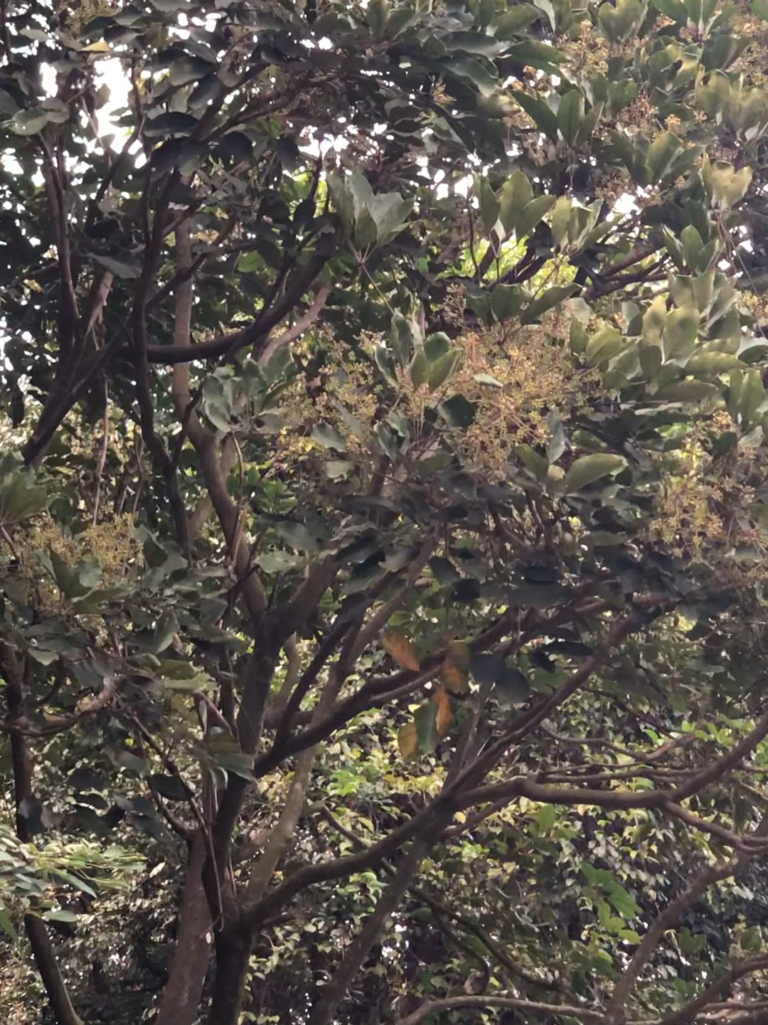 鸭脚木大开,开始流蜜!广东冬季蜜源植物