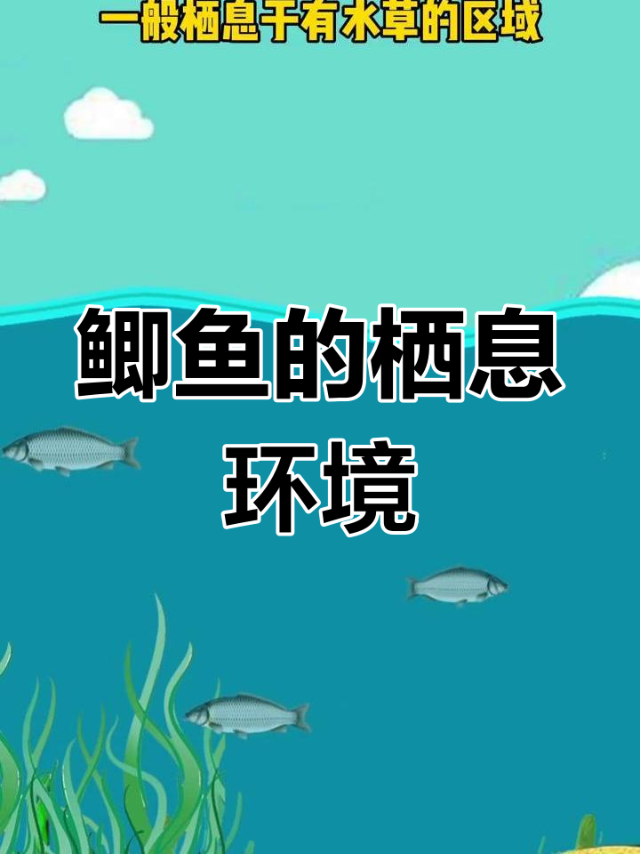 鲫鱼的生活习性及最佳钓鱼水层