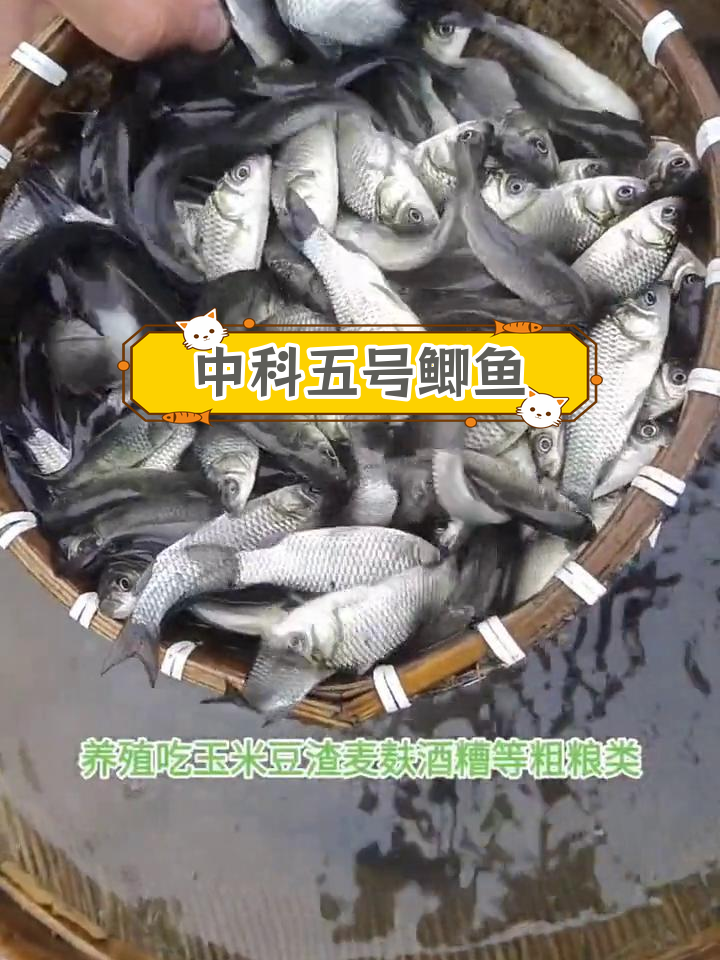 生态养殖中科五号鲫鱼,长得快肉质好