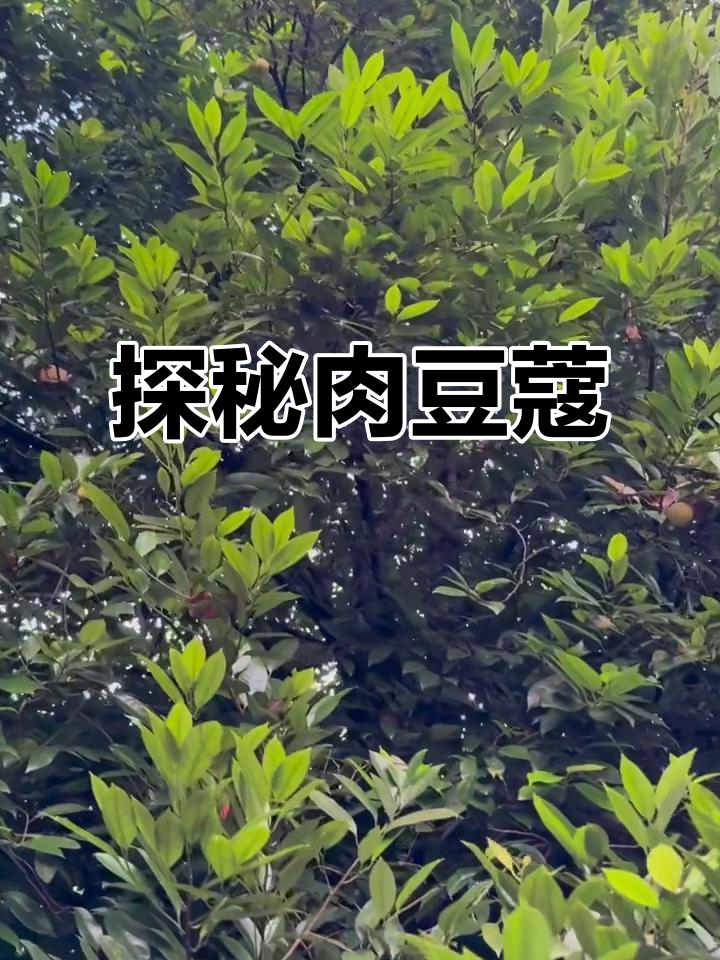 肉豆蔻的秘密与魅力