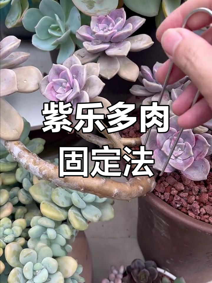 多肉老桩固定技巧,轻松打造造型