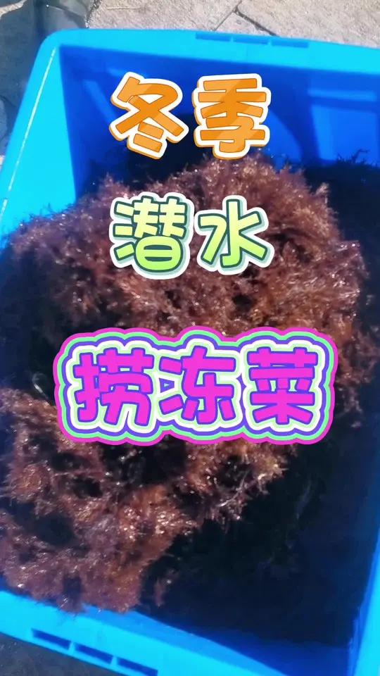 喜欢赶海的小伙伴加关注进粉丝群,垒子带大家感受不一样的赶海赶海青岛赶海青岛旅游攻略 大海的