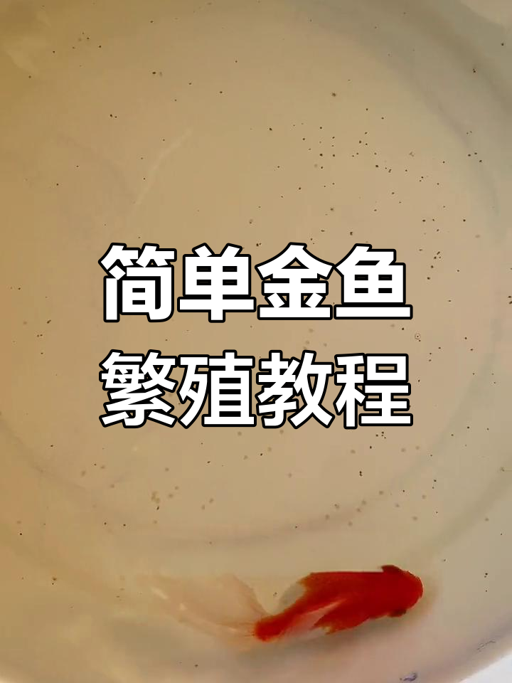 金鱼繁殖全过程,轻松学会家庭养鱼技巧