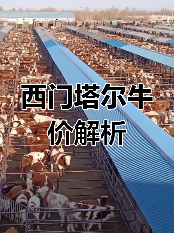 最新牛价行情大揭秘,西门塔尔公牛价格一览