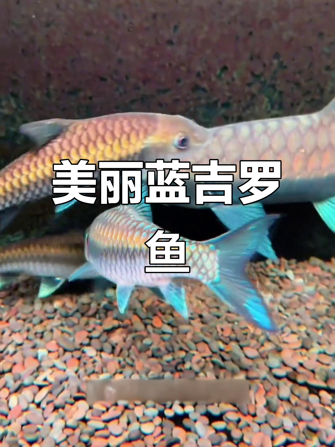 蓝吉罗鱼：水中精灵，观赏性极强