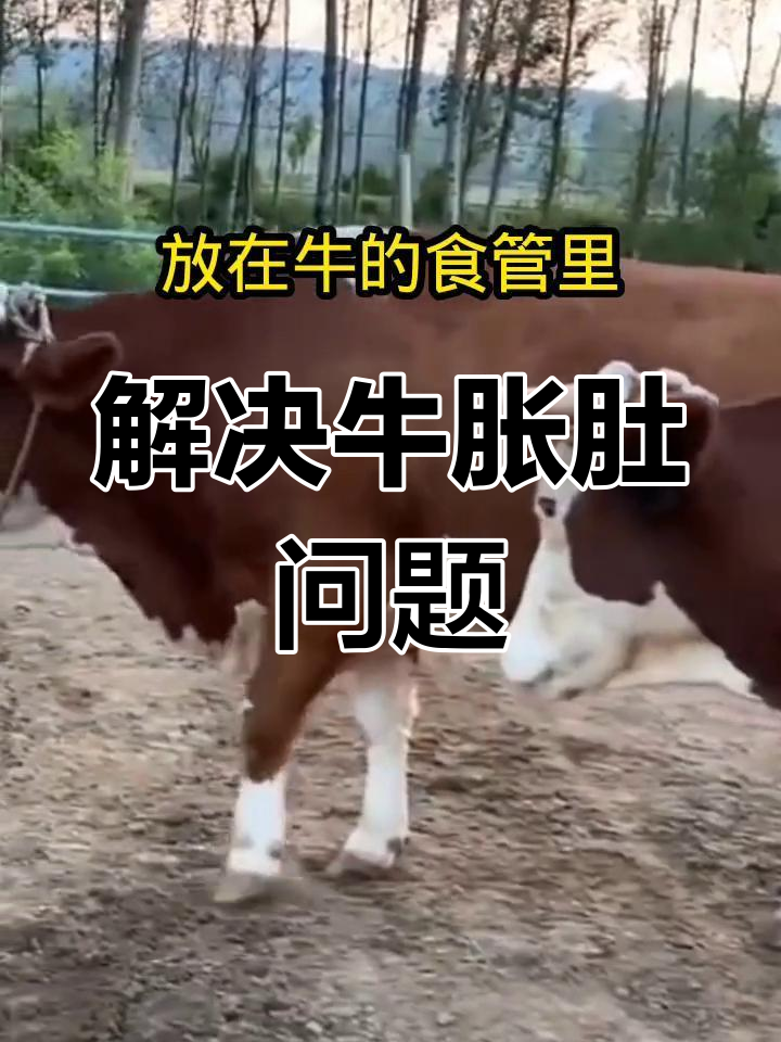 牛胀肚不反刍?试试这个简单方法