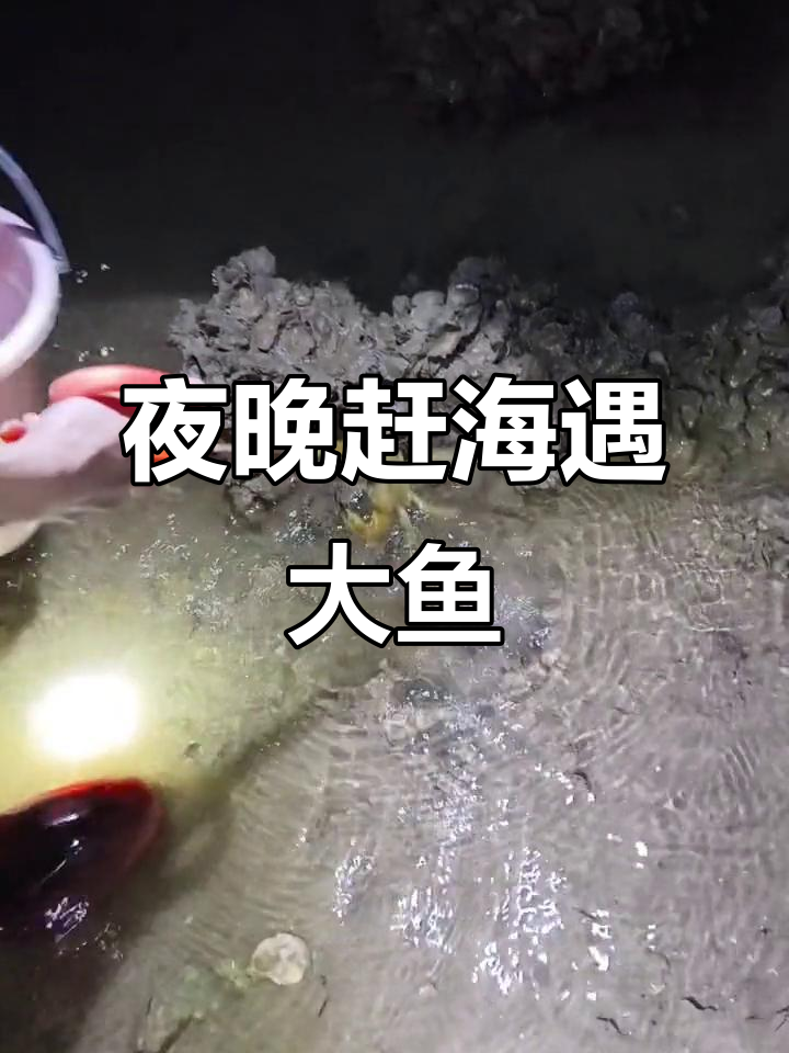 晚上赶海抓鱼,尖嘴鱼乱撞,竟然遇到这么大一条金俊怡!