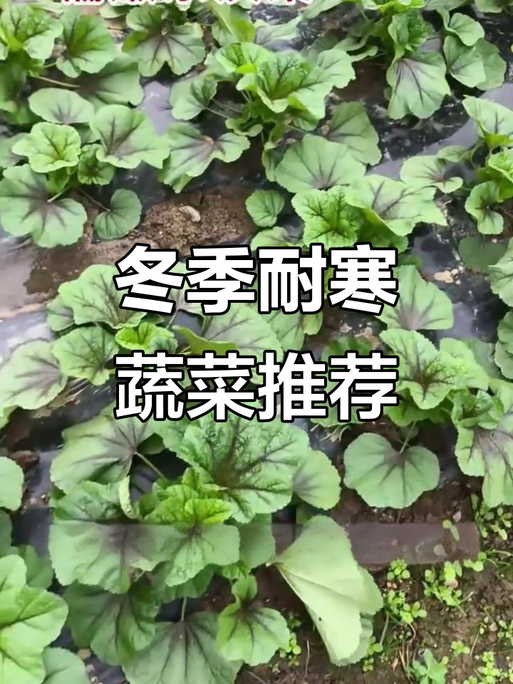 秋冬必备耐寒蔬菜,顶牌东汉菜轻松种植