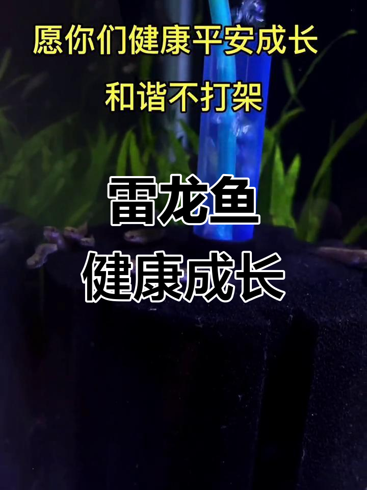 小雷龙鱼成长记:2-3厘米的阿萨姆奶茶苗子,愿你健康长大