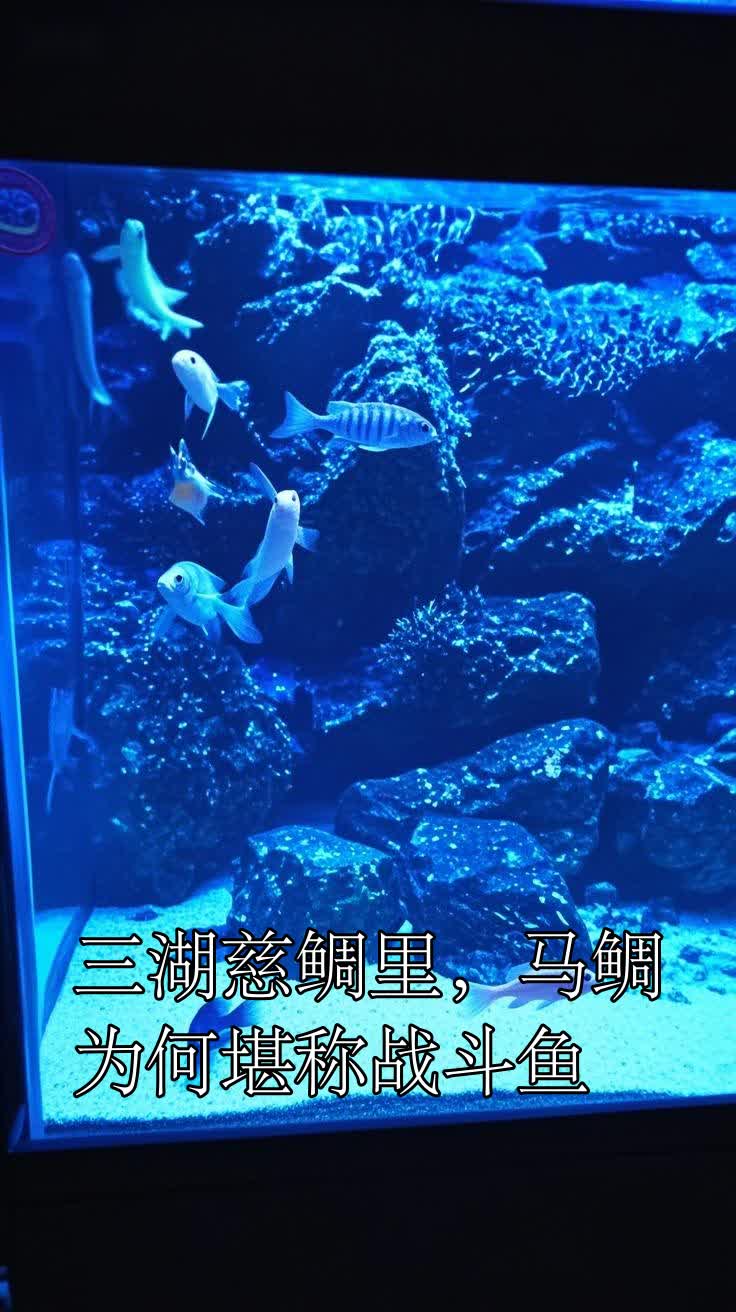 三湖慈鲷里,马鲷为何堪称战斗鱼