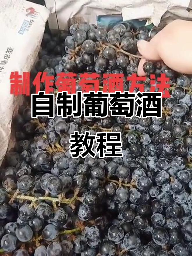 制作葡萄酒的简单步骤,轻松搞定!