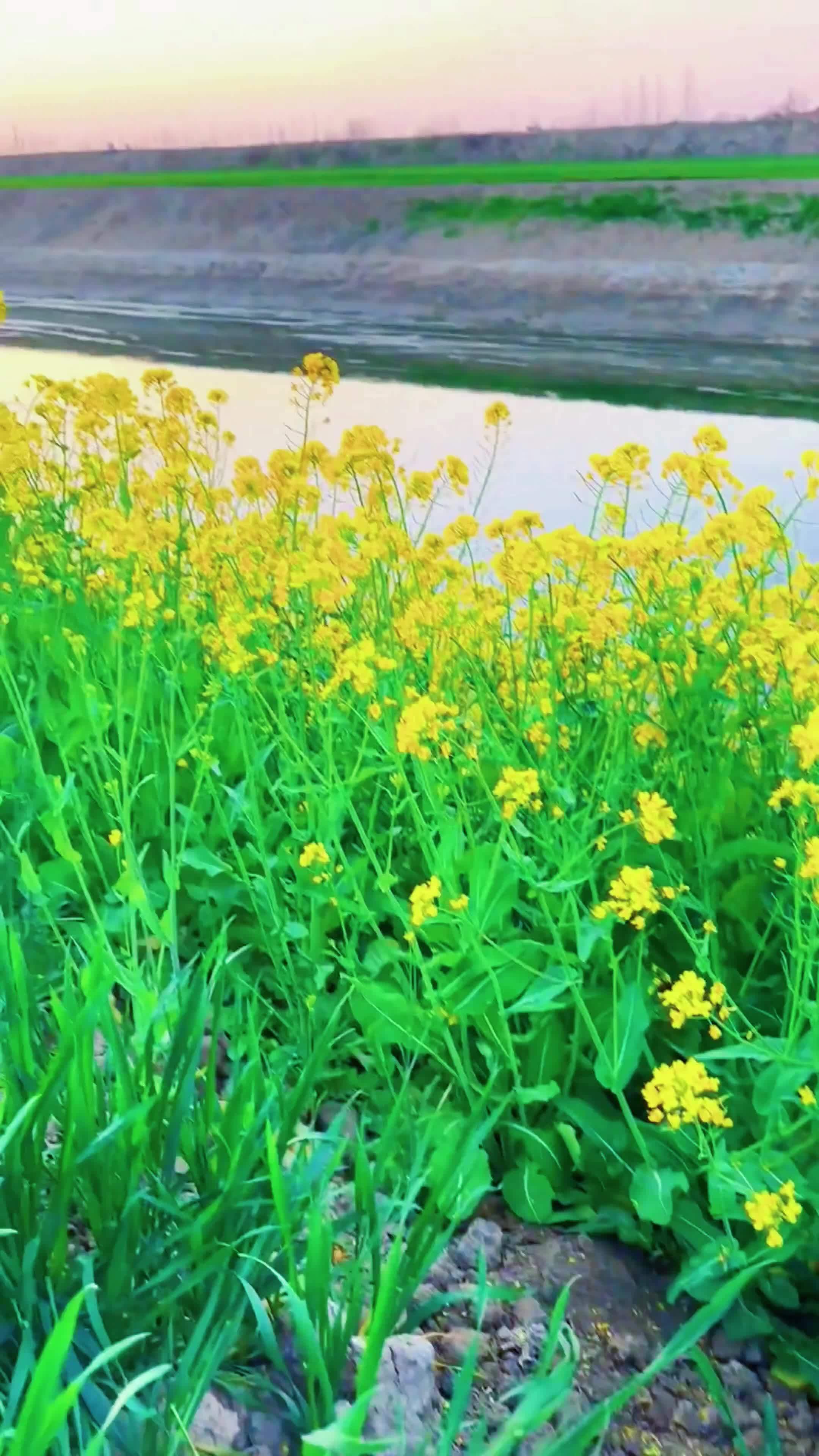 花无重开日 春暖花开 油菜花的季节 人无再少年 乡野田间 唯美意境