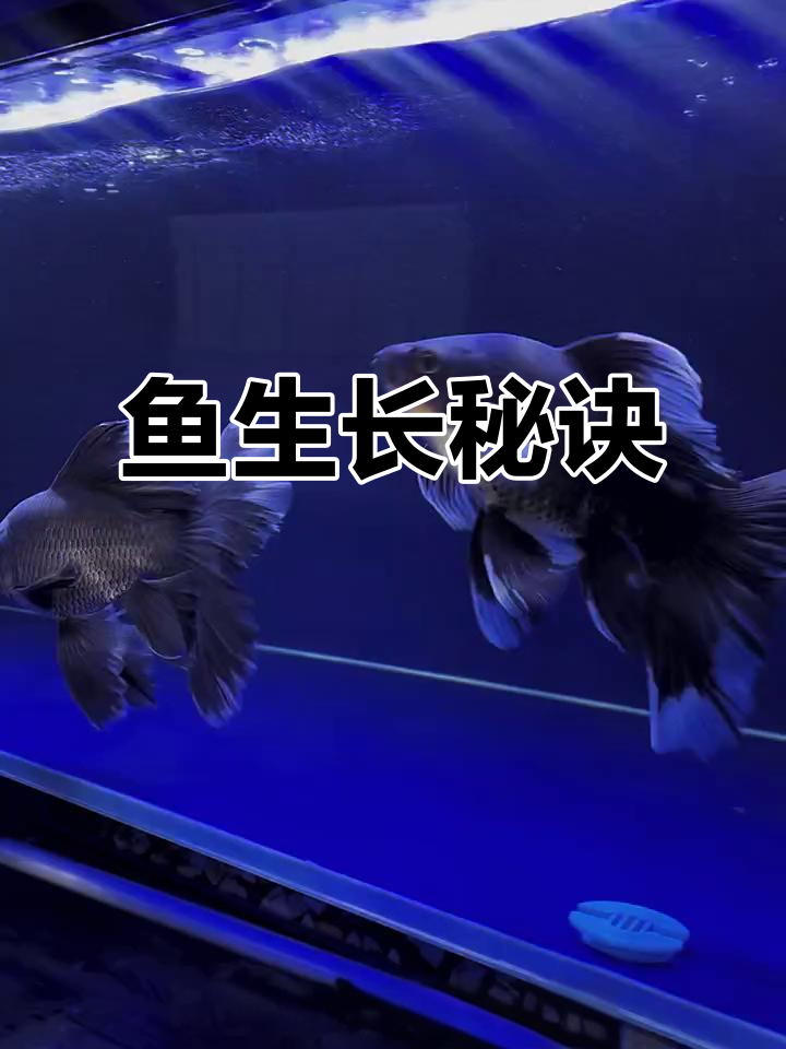 想让鱼快速生长?关键不是食物,而是这些不可忽视的因素!