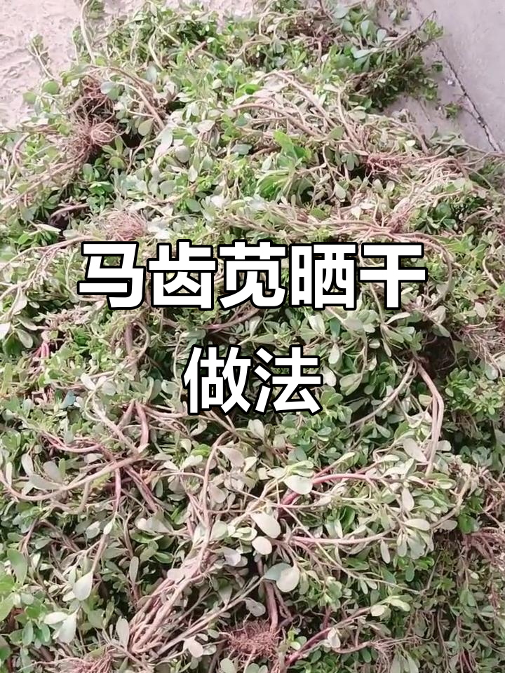 农村马齿苋晒干保存,一年四季都能吃