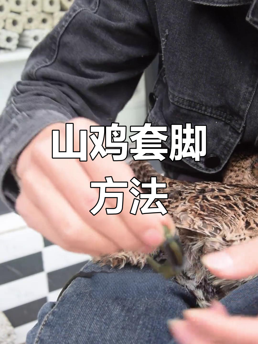 七彩山鸡套脚与笼子选择技巧