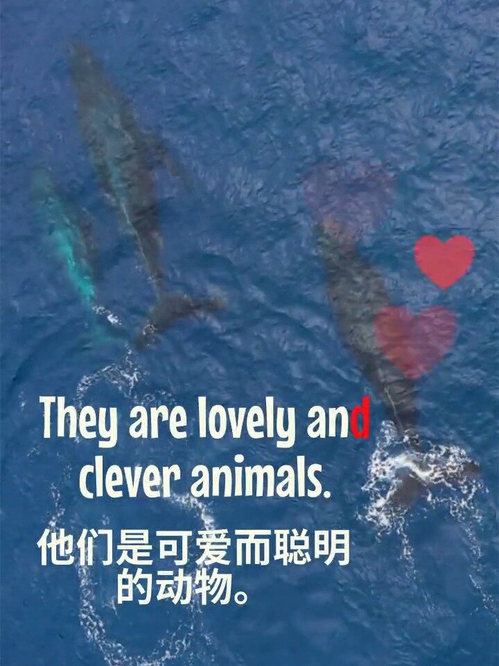 鲸鱼|Whale|英语学习|英语口语