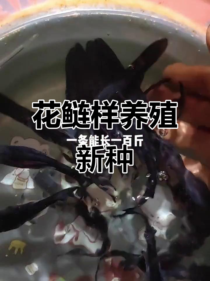 套养新品种,长得像花鲢,能长到百斤左右