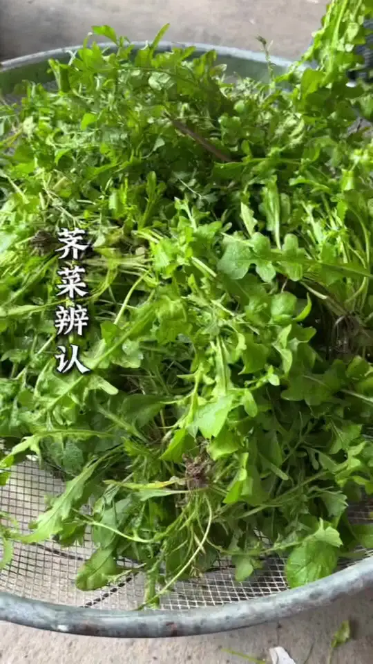 野生荠菜季到啦！1分钟教你辨别4种不同荠菜