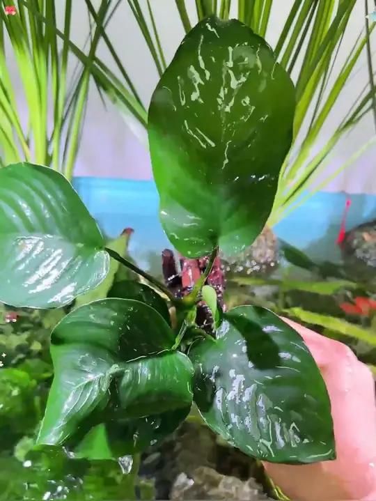 鱼缸造景很简单的方法就是直接放沉木水草,入缸就成美景特别好看,关键叶片还能净化水质,鱼儿也