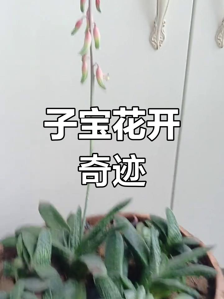 家里子宝开花,等了七八年才等到!