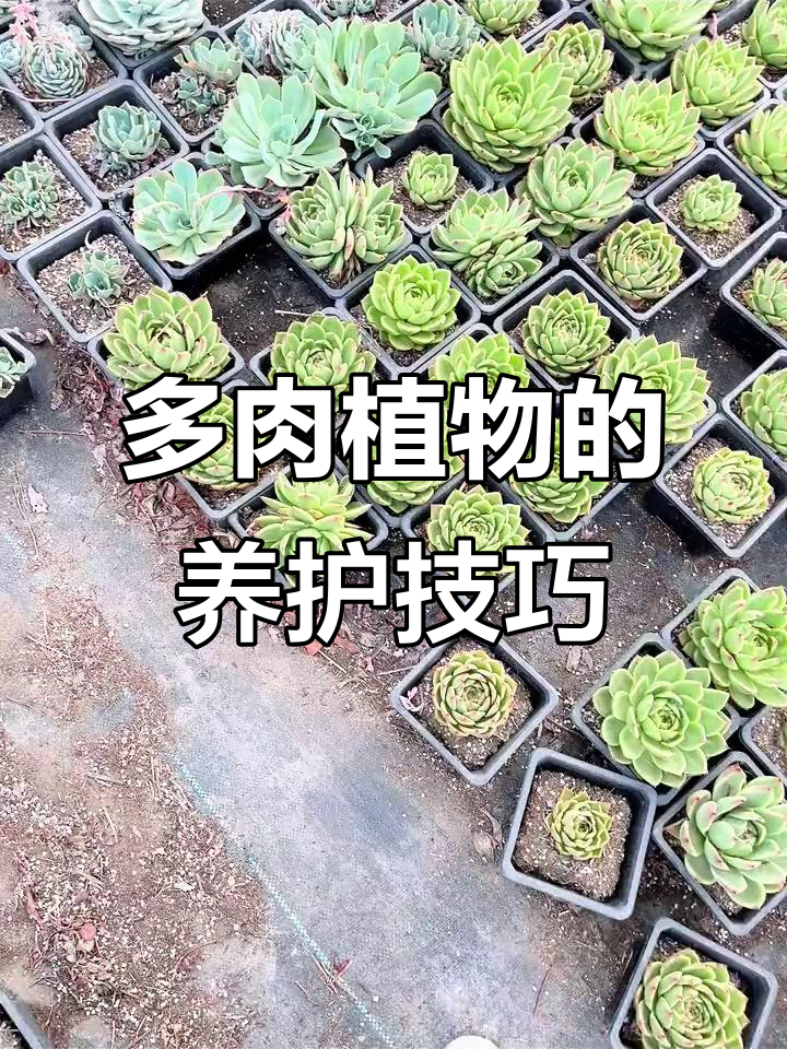 蓝龙多肉植物养护秘籍，绝不能让盆空着！