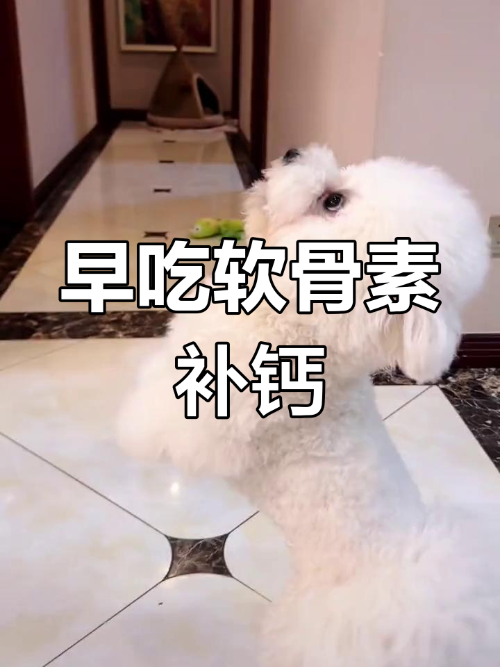 早期补充鲨鱼软骨素,保护狗狗关节健康