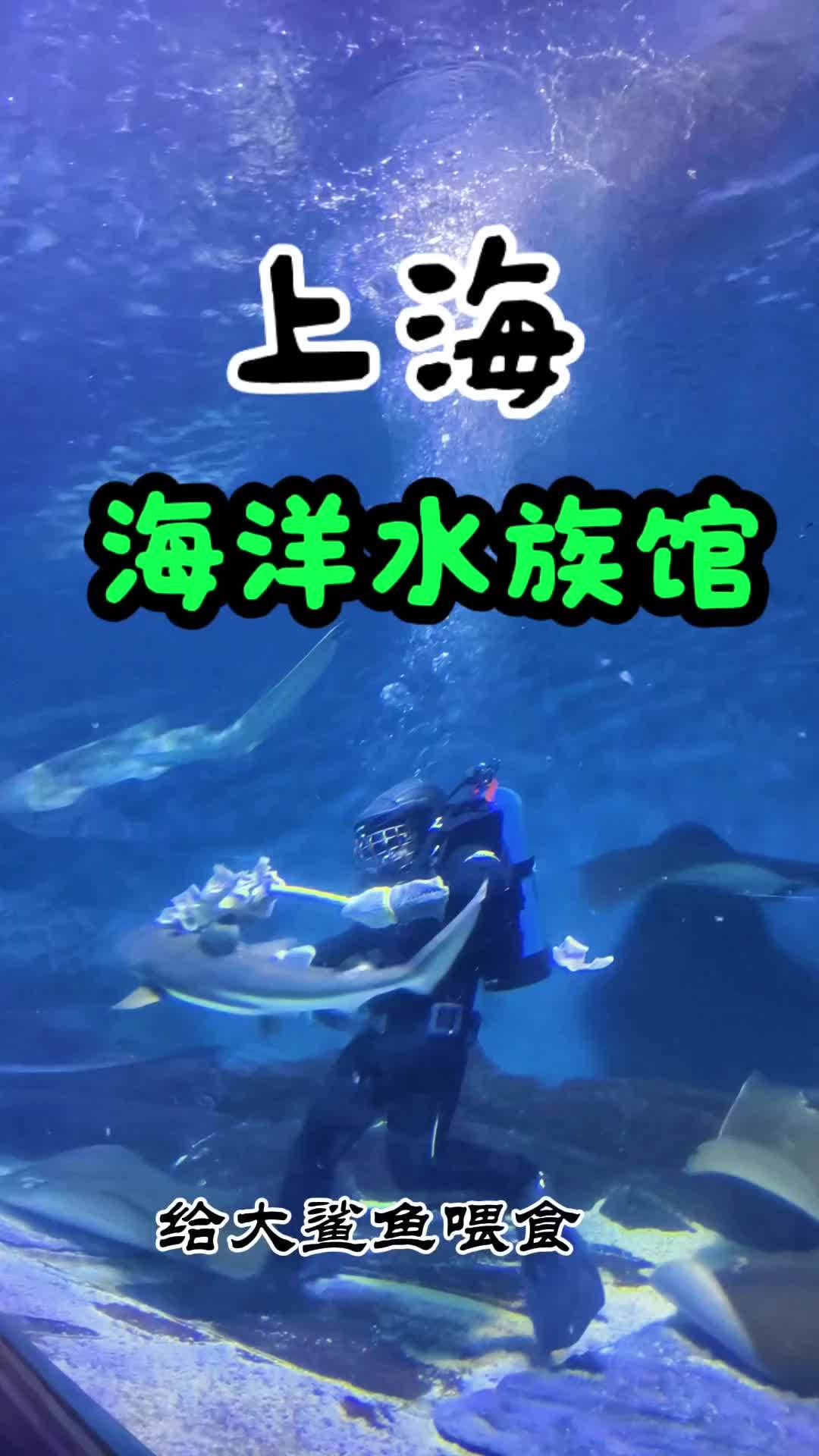 上海海洋水族馆 给大鲨鱼喂食 缤纷多彩的海洋世界 珍奇鱼类