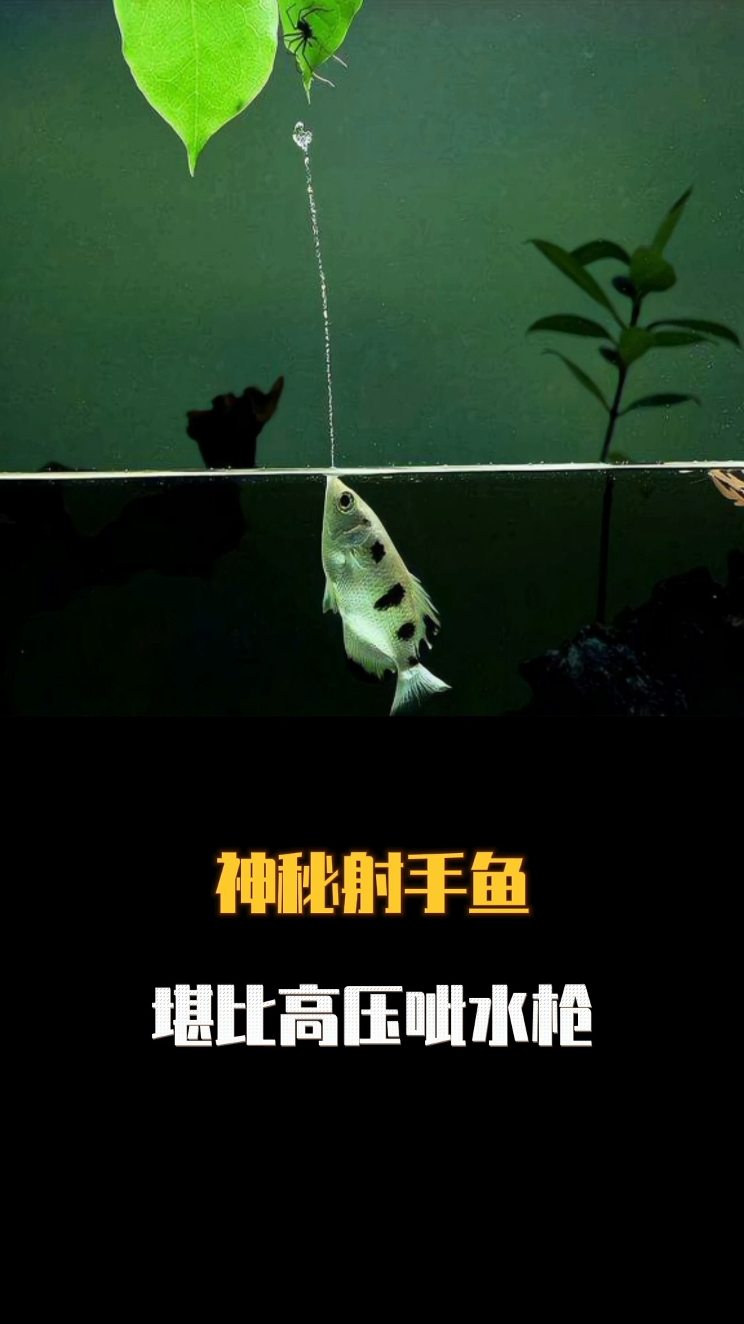神秘射水鱼,堪比高压呲水枪
