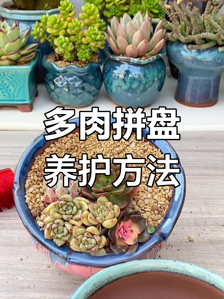 七彩多肉拼盘种植技巧,打造个性化花盆艺术