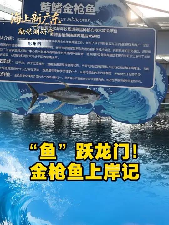 “鱼”跃龙门!金枪鱼上岸记 11月26日,深圳报业集团“海上新广东”融媒调研行·惠州站来到