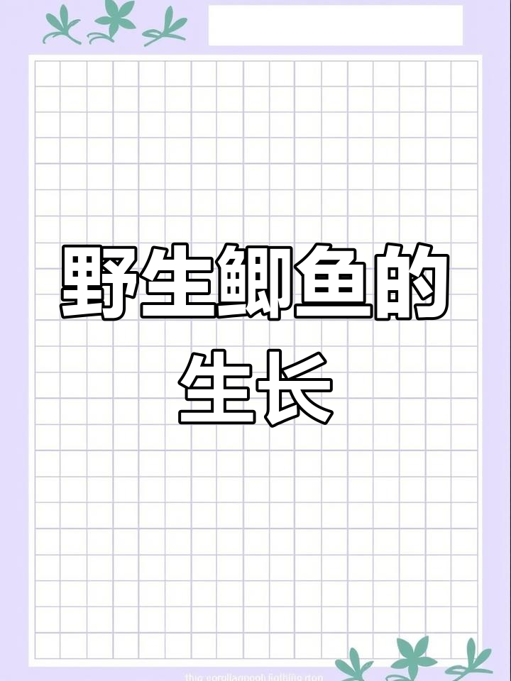 鲫鱼种类与大小解析
