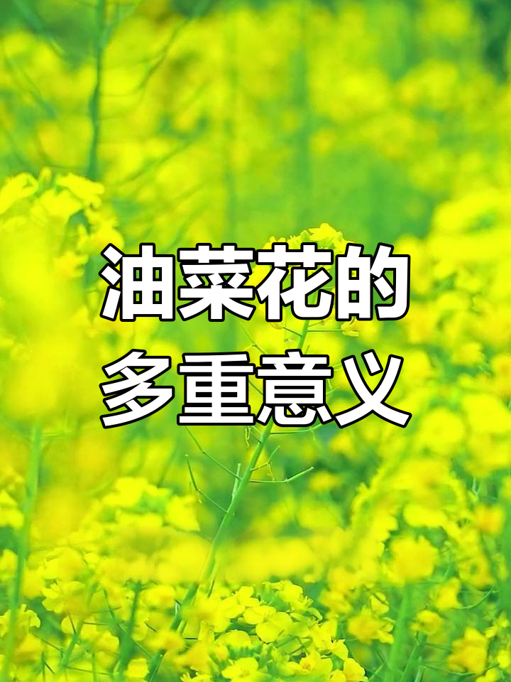 油菜花的美丽与价值