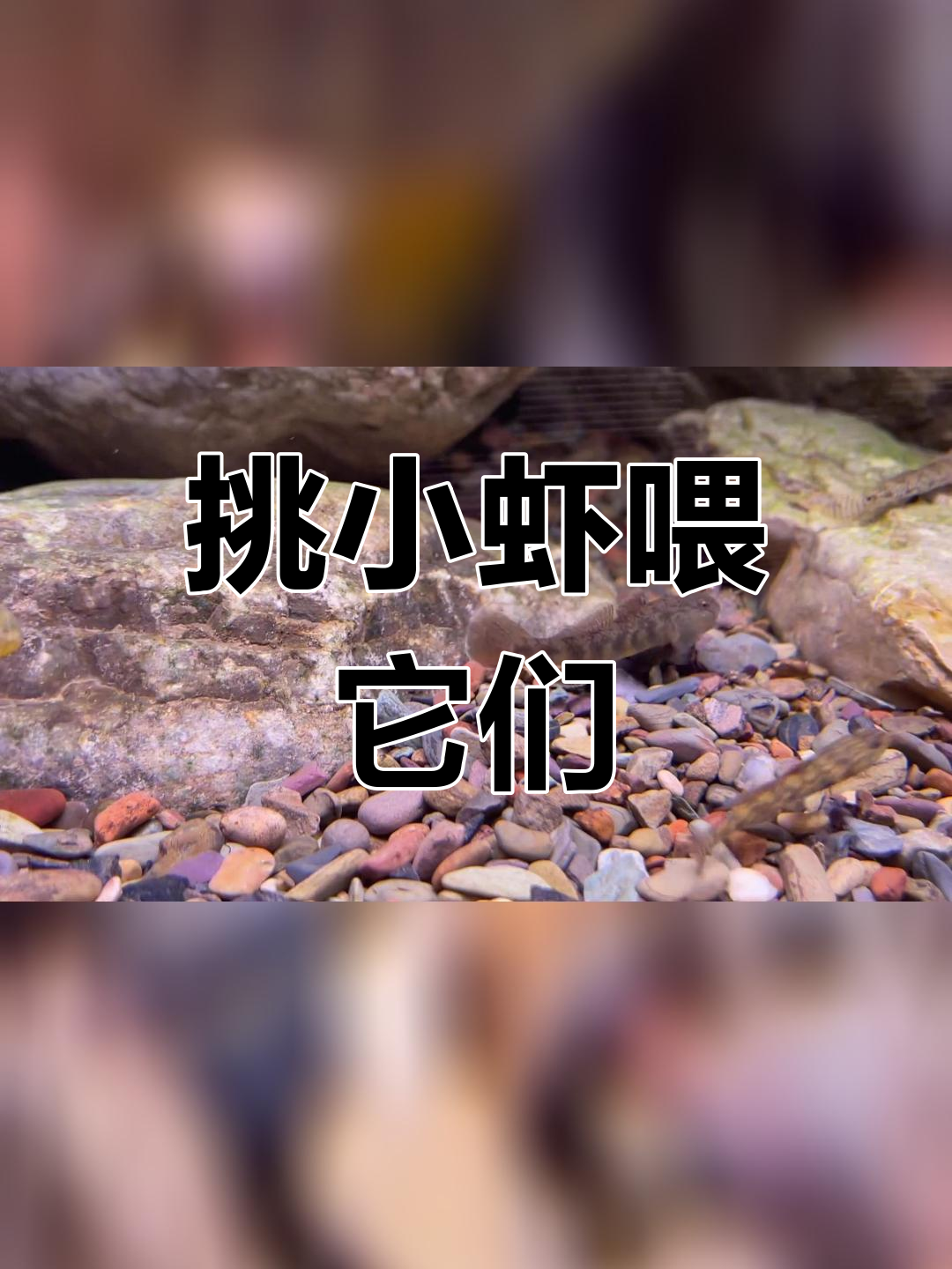 小虾虎鱼吃什么?